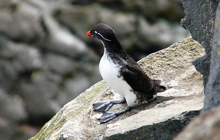 Parakeet Auklet, Alaska, July 2012
