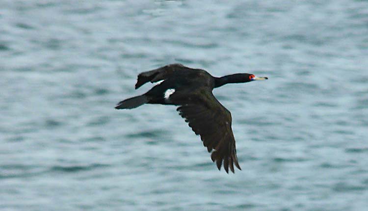 Red-faced Cormorant, Alaska, July 2012