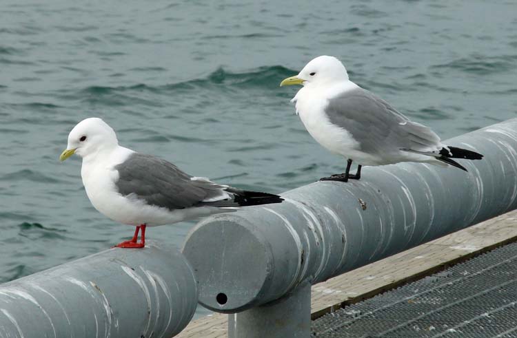 Red-legged Kittiwake & Black-legged Kittiwake, St Paul, Pribilofs, Alaska, July 2012