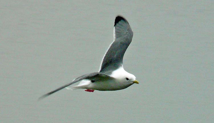 Red-legged Kittiwake, St Paul, Pribilofs, Alaska, July 2012