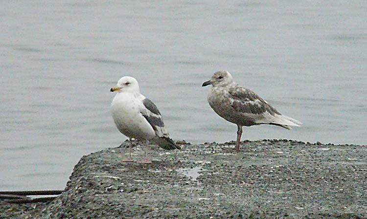 Slaty-backed Gull, Alaska, July 2012