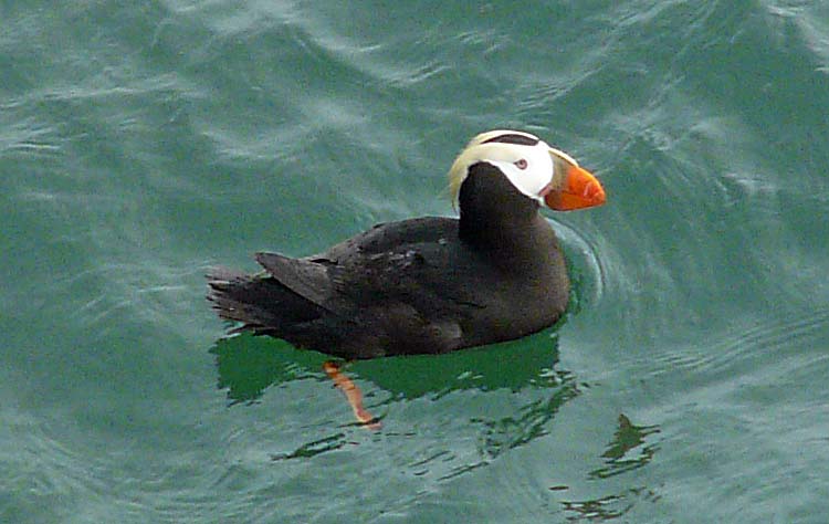 Tufted Puffin, Alaska, July 2012