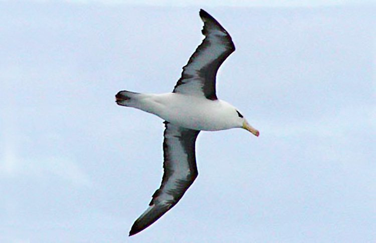 Black-browed Albatross