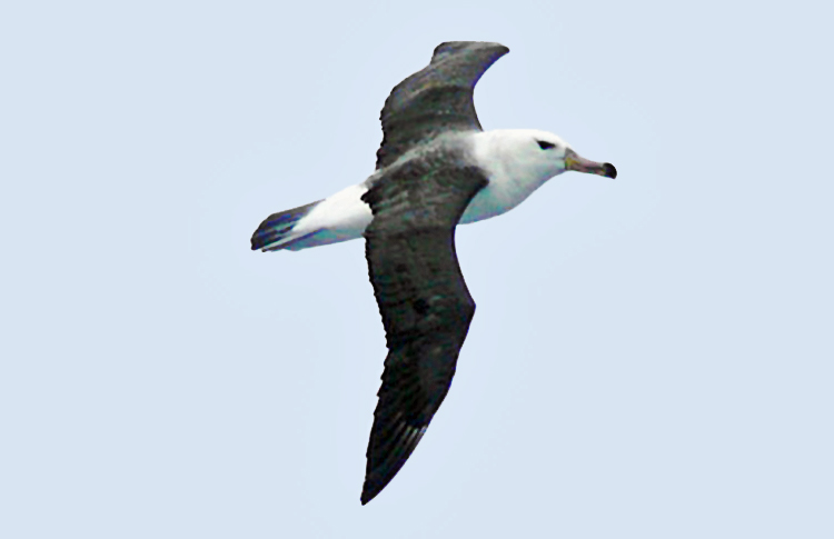 Black-browed Albatross