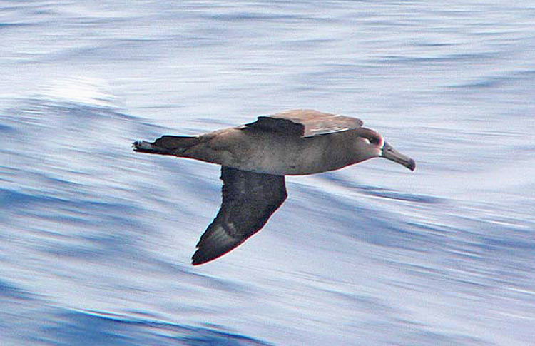 Black-footed Albatross