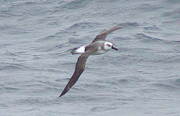 Immature Grey-headed Albatross