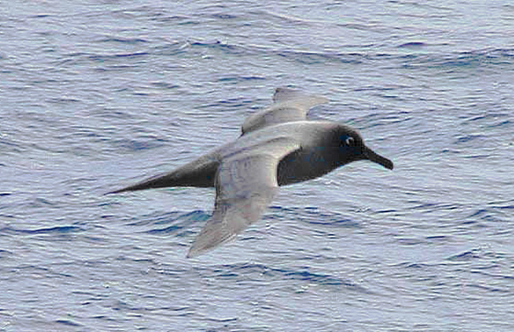 Light-mantled Sooty Albatross