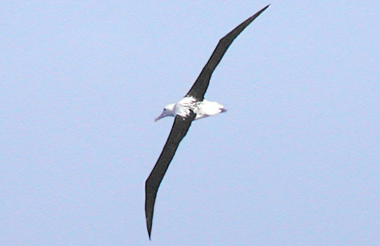 Northern Royal Albatross