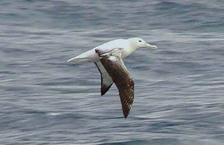 Southern Royal Albatross