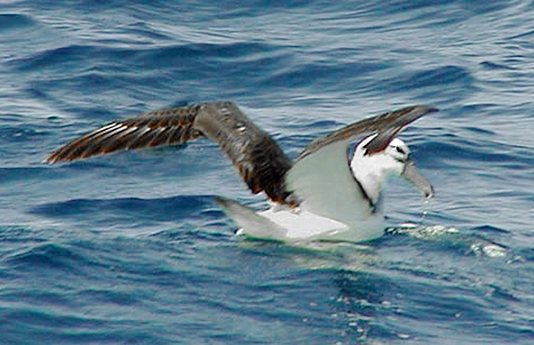 Shy Albatross