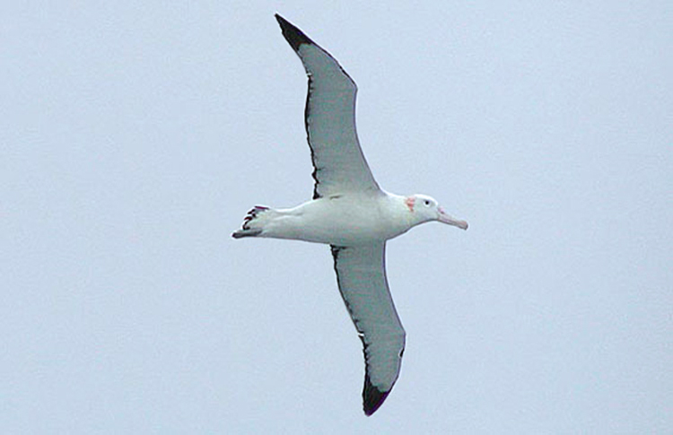 Wandering Albatross