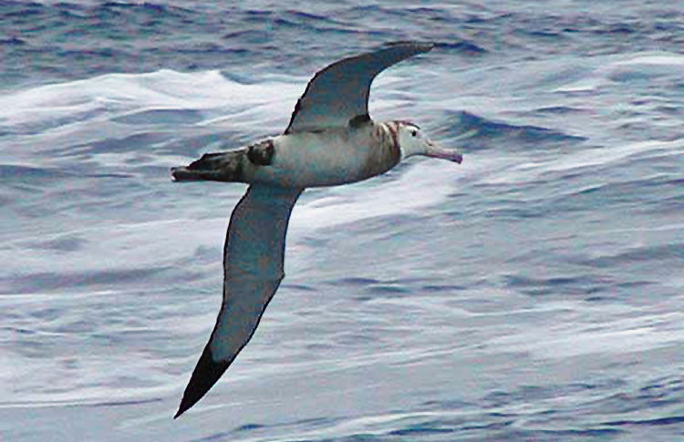Immature Wandering Albatross