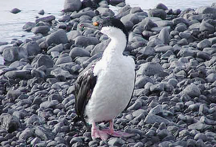 Antarctic Shag