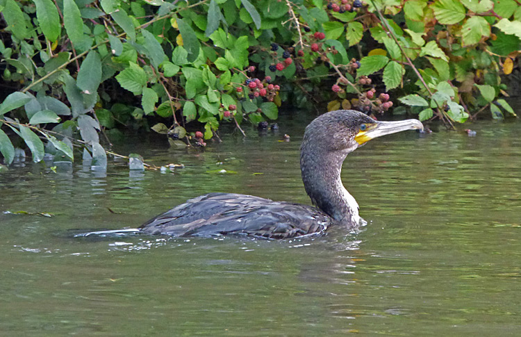 Great Cormorant, Warks, UK, Aug 2016