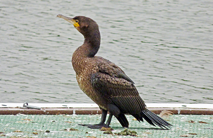 Shags, imm, West Midlands, England, Sept 2015