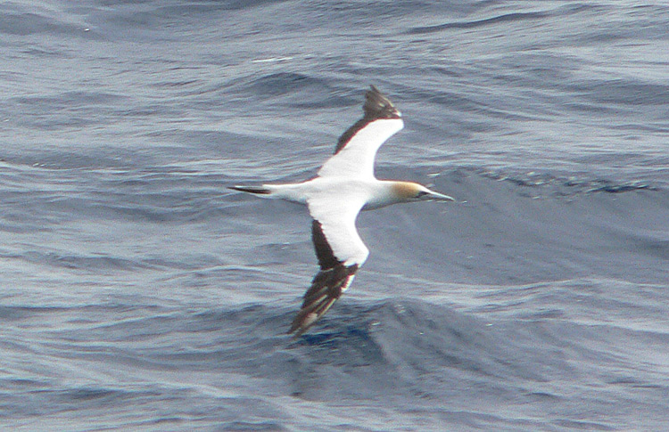 Australian Gannet, New Zealand, March 2007
