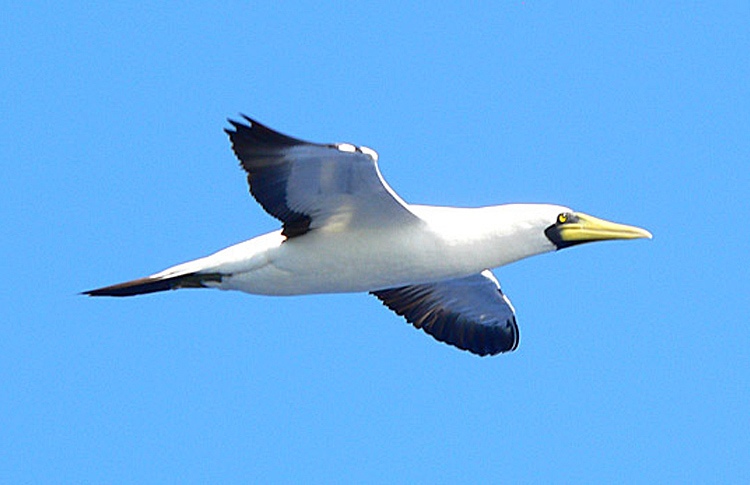 Masked Booby, S of Bonin Island, April 2007
