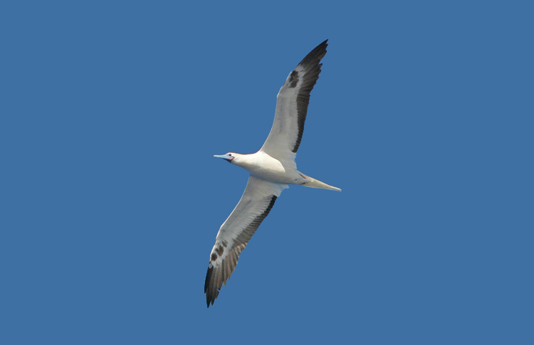Red-footed Booby