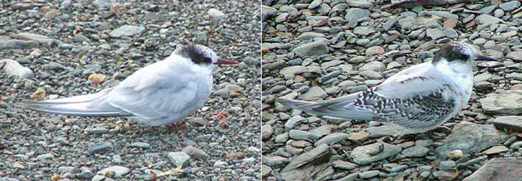 Antarctic Terns