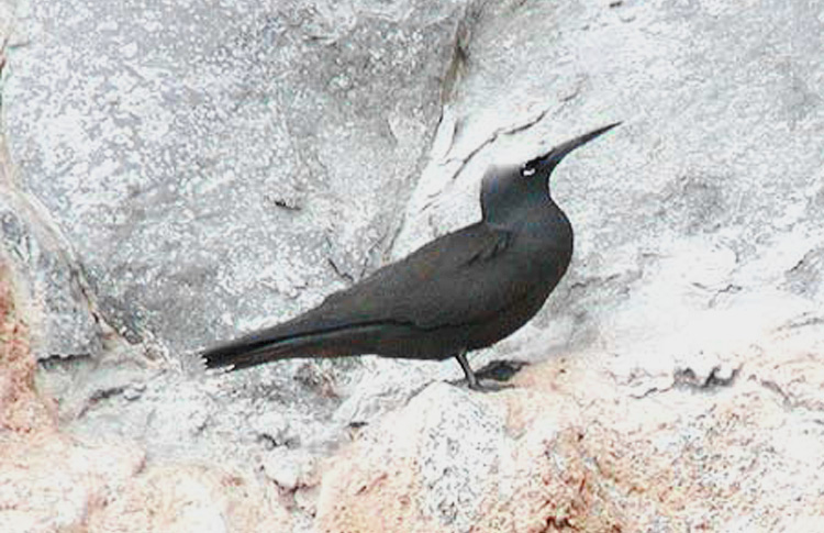 Black Noddy
