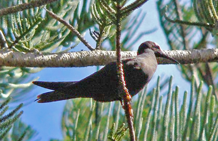 Black Noddy