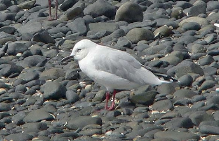 Black-billed Gull, New Zealand, March 2007