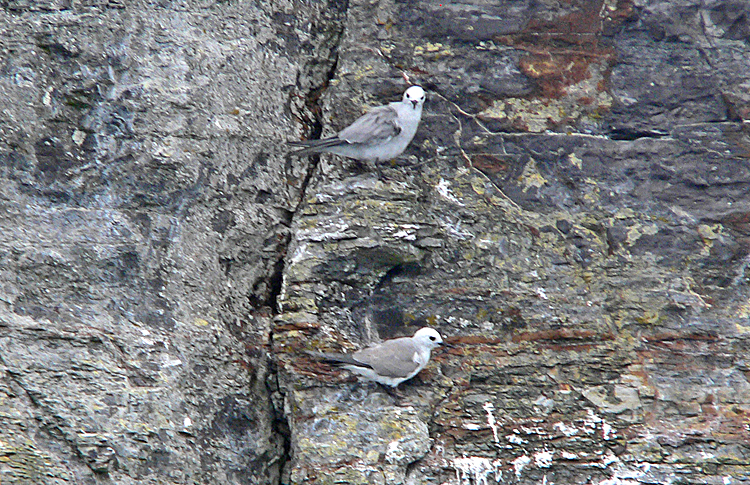 Blue-grey Noddies, Norfolk Island, March 2007