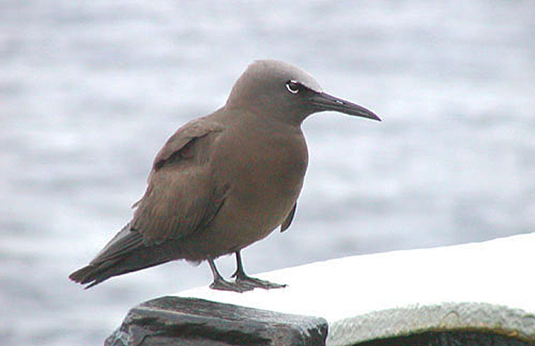 Brown Noddy