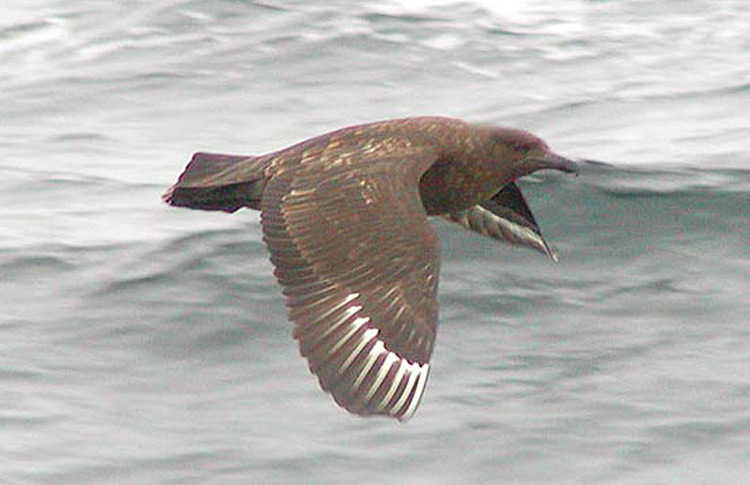 Brown Skua (hamiltoni)