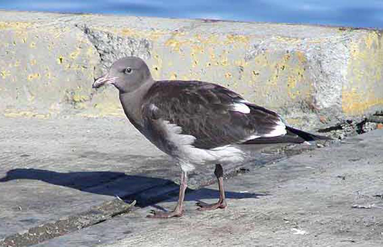 First-year Dolphin Gull