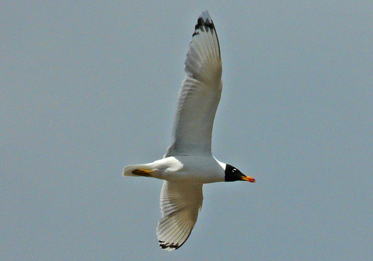 Pallas's Gull, Kazakhstan, May 2008