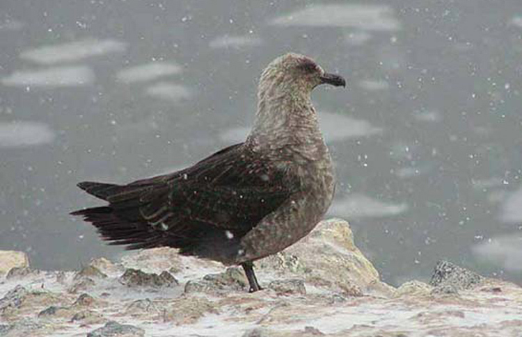 South Polar Skua