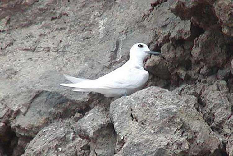 White Tern