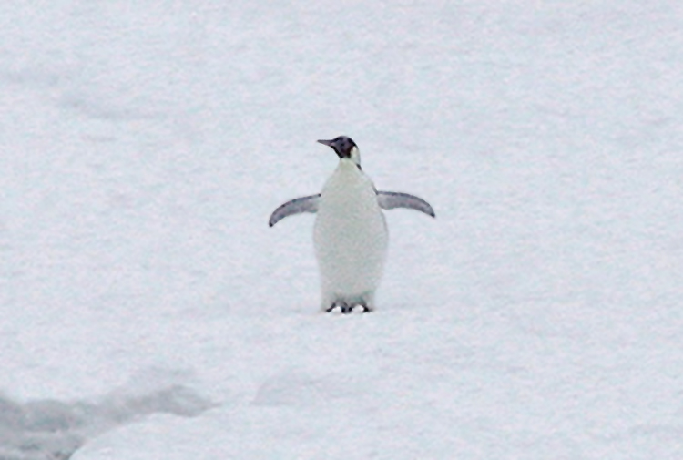 Emperor Penguin