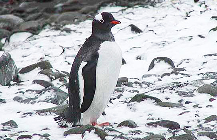 Gentoo Penguin