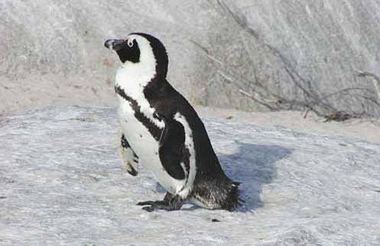 African Penguin