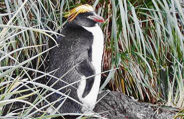 Macaroni Penguin
