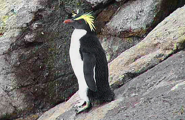Northern Rockhopper Penguin