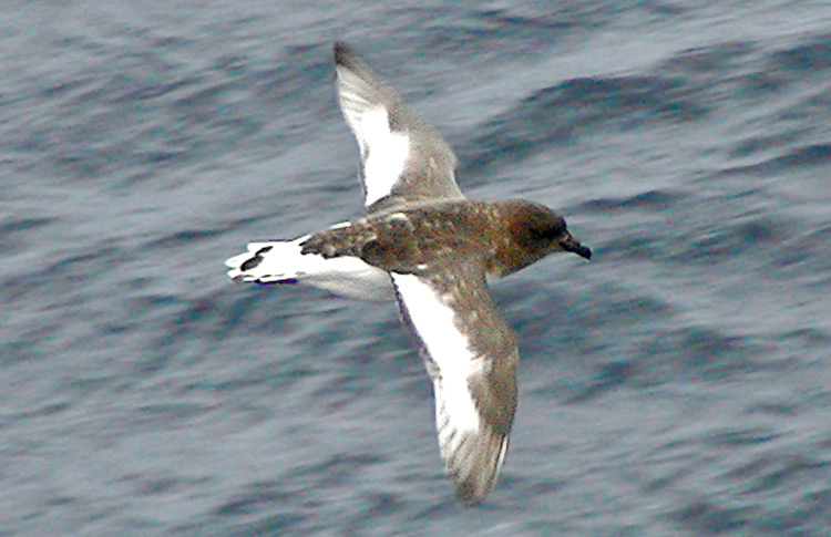 Antarctic Petrel
