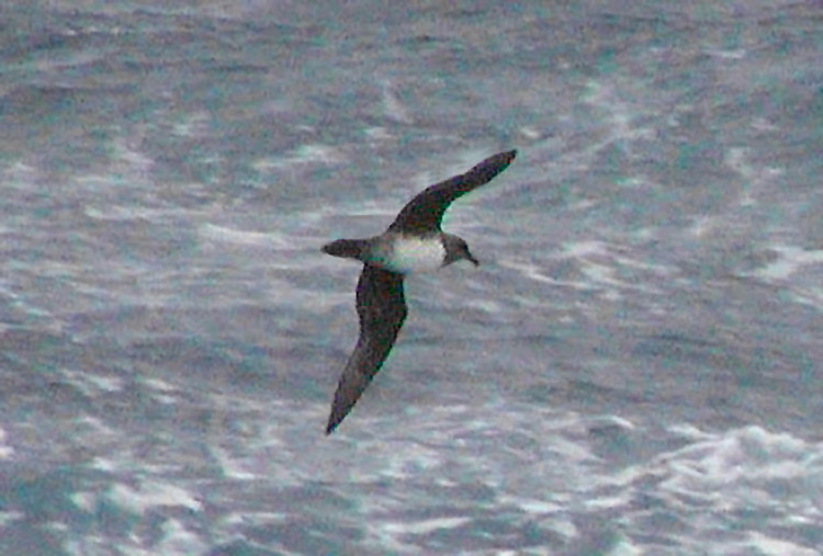 Atlantic Petrel