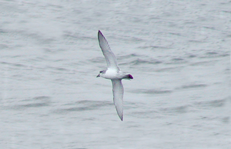 Broad-billed Prion