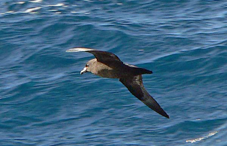 Black Petrel