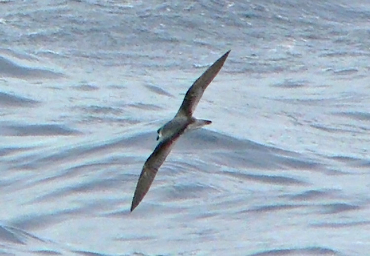 Black-winged Petrel