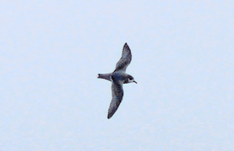 Blue Petrel