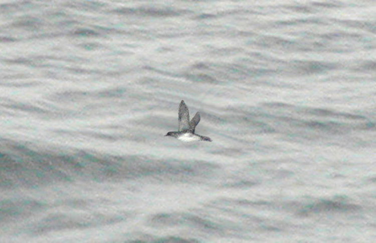 Common Diving-petrel