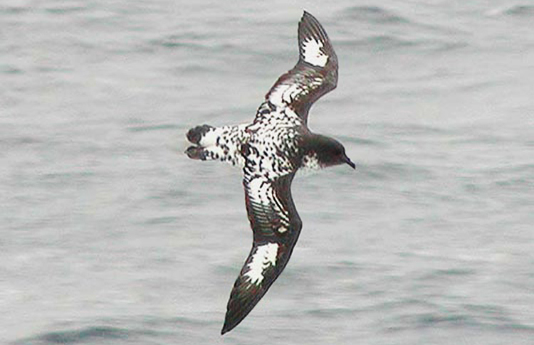 Cape Petrel