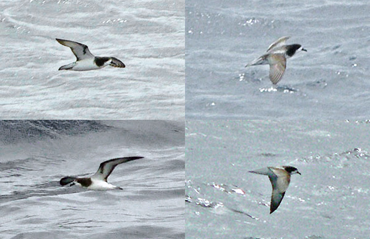Gould's Petrel