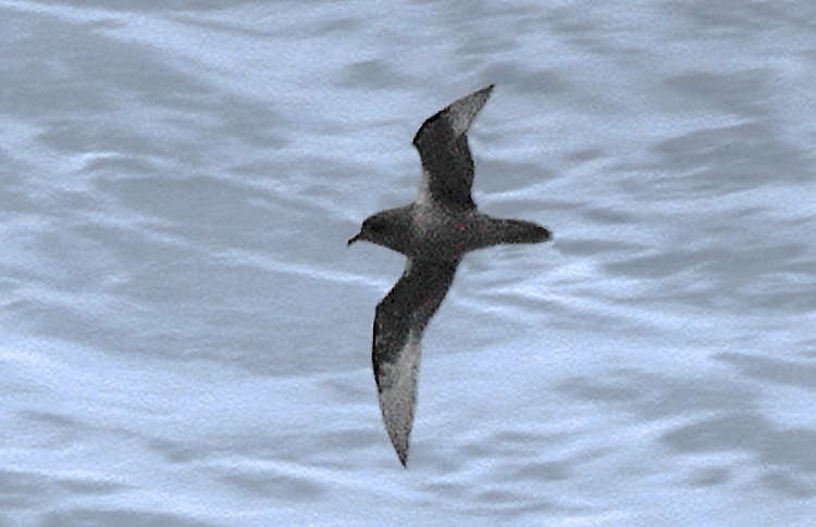 Kerguelen Petrel