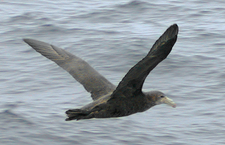 Northern Giant Petrel