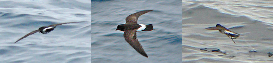 New Zealand Storm-petrel